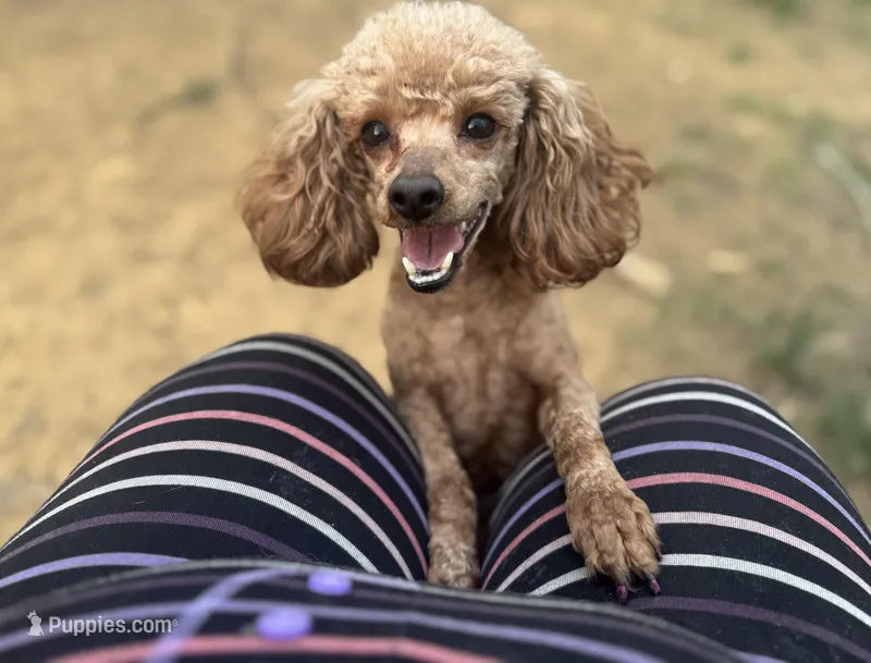 Tilly – Poodle - Toy  puppy for sale in Pocola, OK
