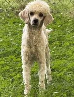Blossom, a female Poodle - Miniature  for sale in Pocola, OK – 5 of 6
