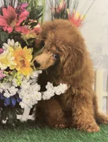 Thomas, a male Poodle - Miniature  for sale in Pocola, OK – 3 of 7
