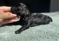 AKC Cypress, a male Poodle - Toy  for sale in Arkoma, OK – Photo 3 of 8