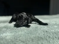 AKC Cypress, a male Poodle - Toy  for sale in Arkoma, OK – Photo 4 of 8