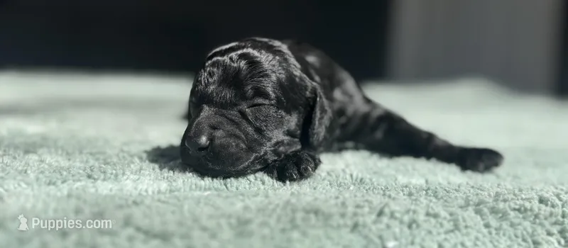 AKC Cypress – Poodle - Toy  puppy for sale in Arkoma, OK