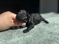 AKC Cypress, a male Poodle - Toy  for sale in Arkoma, OK – Photo 6 of 8