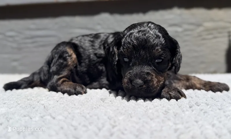 AKC, Clear, Valor – Poodle - Miniature  puppy for sale in Pocola, OK