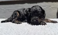 AKC, Clear, Valor, a male Poodle - Miniature  for sale in Pocola, OK – 1 of 6
