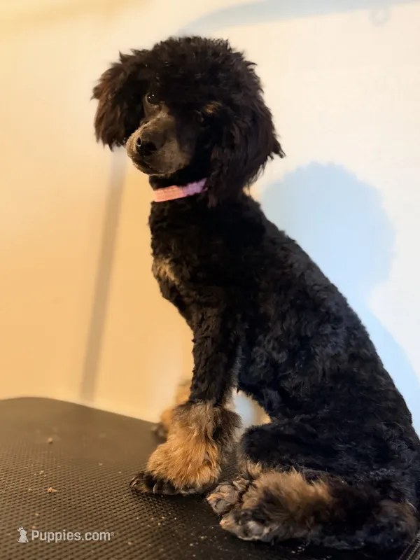Tansy – Poodle - Toy  puppy for sale in Pocola, OK