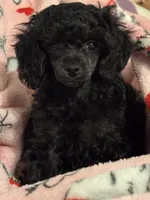 Sabbath, a female Poodle - Toy  for sale in Pocola, OK – 2 of 6