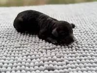 AKC Clear Justice, a female Poodle - Miniature  for sale in Pocola, OK – 7 of 7