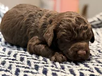 LIBERTY, a female Poodle - Miniature  for sale in Pocola, OK – 5 of 7