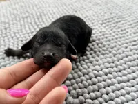 AKC Clear Independence, a female Poodle - Miniature  for sale in Pocola, OK – 6 of 6