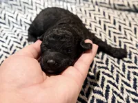 JUSTICE, a female Poodle - Miniature  for sale in Pocola, OK – 4 of 6