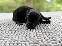 AKC Clear Valor, a male Poodle - Miniature  for sale in Pocola, OK – 4 of 9