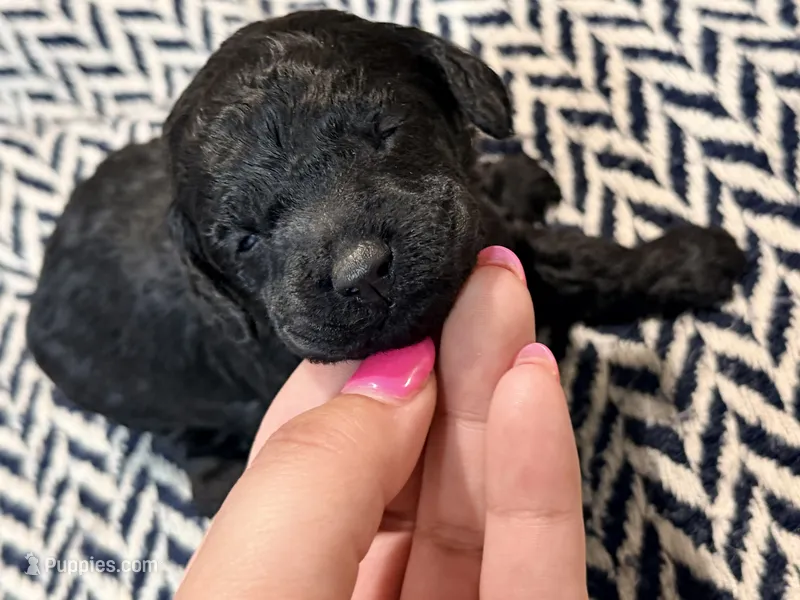 FREEDOM – Poodle - Miniature  puppy for sale in Pocola, OK