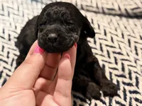 INDEPENDENCE, a female Poodle - Miniature  for sale in Pocola, OK – 4 of 10