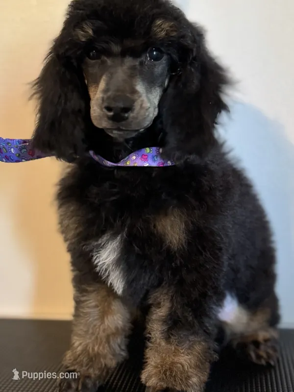 Scouty – Poodle - Miniature  puppy for sale in Pocola, OK