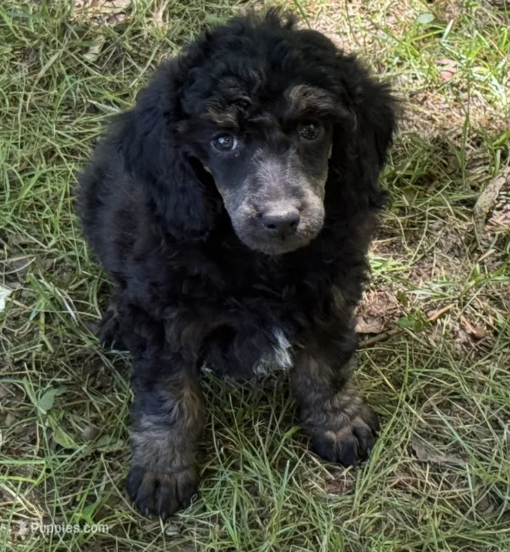 Scouty – Poodle - Miniature  puppy for sale in Pocola, OK
