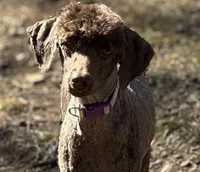 Nix, a female Poodle - Miniature  for sale in Arkoma, OK – Photo 3 of 3