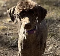 Nix, a female Poodle - Miniature  for sale in Arkoma, OK – Photo 1 of 3