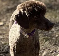 Nix, a female Poodle - Miniature  for sale in Arkoma, OK – Photo 2 of 3