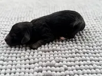 AKC Clear Independence, a female Poodle - Miniature  for sale in Pocola, OK – 3 of 6