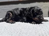 AKC, Clear, Valor, a male Poodle - Miniature  for sale in Pocola, OK – 2 of 6
