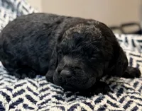 FREEDOM, a male Poodle - Miniature  for sale in Pocola, OK – 7 of 10