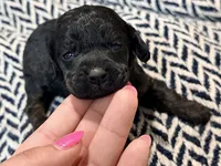 INDEPENDENCE, a female Poodle - Miniature  for sale in Pocola, OK – 2 of 10