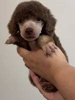Berrykin Bloom, a male Poodle - Miniature  for sale in Pocola, OK – 4 of 7