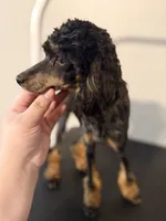 AKC Tansy. , a female Poodle - Miniature  for sale in Pocola, OK – 4 of 10