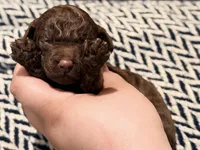 LIBERTY, a female Poodle - Miniature  for sale in Pocola, OK – 2 of 7
