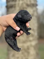 AKC Magnolia, a female Poodle - Toy  for sale in Arkoma, OK – Photo 3 of 3