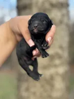 AKC Magnolia, a female Poodle - Toy  for sale in Arkoma, OK – Photo 2 of 3