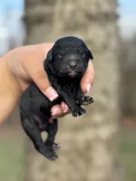 AKC Magnolia, a female Poodle - Toy  for sale in Arkoma, OK – Photo 1 of 3