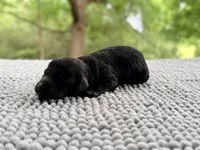 AKC Clear Freedom, a male Poodle - Miniature  for sale in Pocola, OK – 3 of 7