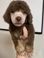 Berrykin Bloom, a male Poodle - Miniature  for sale in Pocola, OK – 7 of 7
