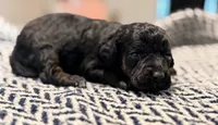 INDEPENDENCE, a female Poodle - Miniature  for sale in Pocola, OK – 6 of 10