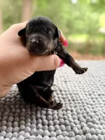 AKC Clear Valor, a male Poodle - Miniature  for sale in Pocola, OK – 2 of 9