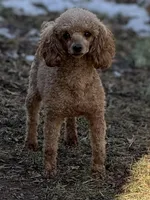 Tilly, a female Poodle - Toy  for sale in Arkoma, OK – Photo 7 of 7