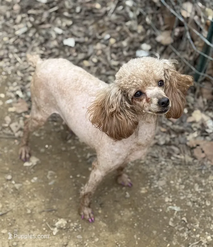 Tilly – Poodle - Toy  puppy for sale in Arkoma, OK