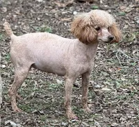 Tilly, a female Poodle - Toy  for sale in Arkoma, OK – Photo 3 of 7