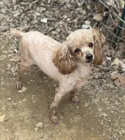 Tilly, a female Poodle - Toy  for sale in Arkoma, OK – Photo 4 of 7