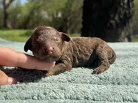 AKC Angel Cake, a female Poodle - Miniature  for sale in Arkoma, OK – Photo 2 of 4