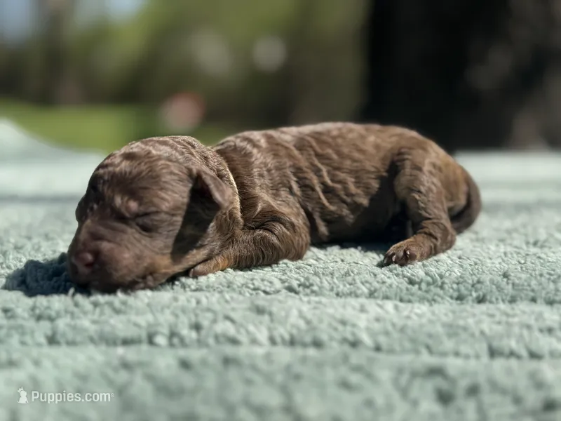 AKC Angel Cake – Poodle - Miniature  puppy for sale in Arkoma, OK