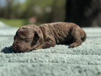 AKC Angel Cake, a female Poodle - Miniature  for sale in Arkoma, OK – Photo 1 of 4