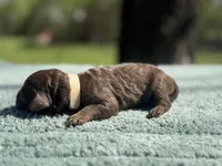 AKC Angel Cake, a female Poodle - Miniature  for sale in Arkoma, OK – Photo 3 of 4