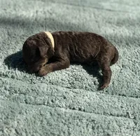 AKC Angel Cake, a female Poodle - Miniature  for sale in Arkoma, OK – Photo 4 of 4