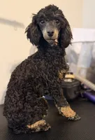 AKC Tansy. , a female Poodle - Miniature  for sale in Pocola, OK – 9 of 10
