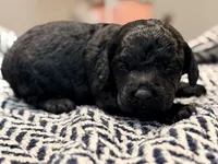 FREEDOM, a male Poodle - Miniature  for sale in Pocola, OK – 6 of 10