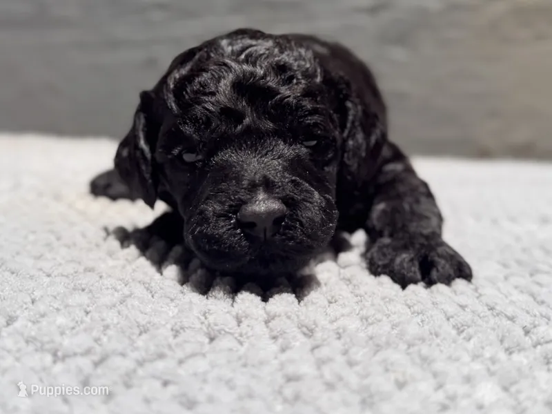 AKC, Clear, Freedom – Poodle - Miniature  puppy for sale in Pocola, OK