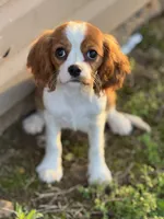 Whimsy, a female Cavalier King Charles Spaniel for sale in Pocola, OK – Photo 2 of 2